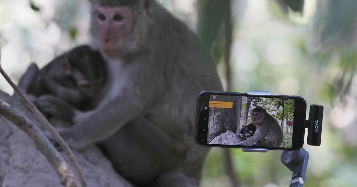 Сием Реап, Камбоджа — Бебе маймуна се бори и се