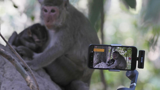 Cambodia Monkey Abuse 