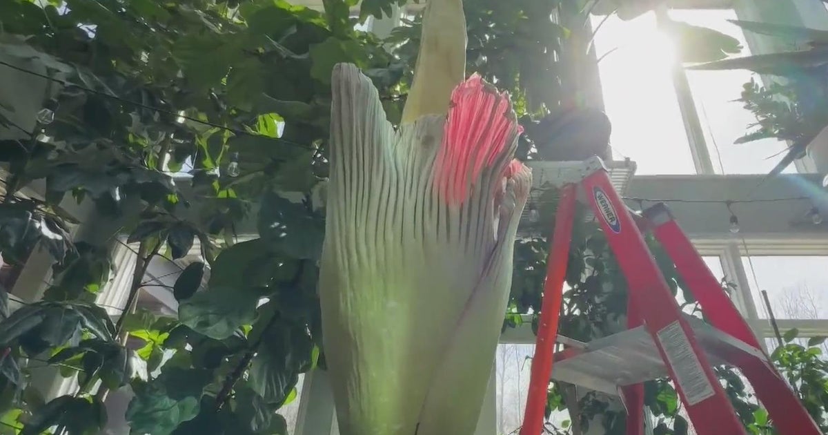Rare record-setting corpse flower blooms in Michigan - Vimarsana News
