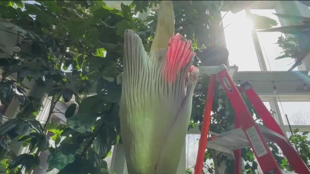Rare record-setting corpse flower blooms in Michigan 