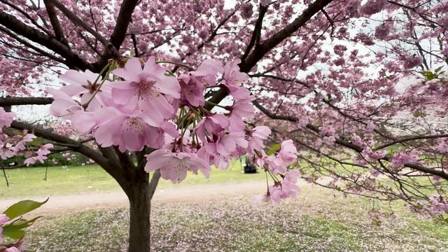 Pink cherry blossoms on a cherry blossom tree in a New Jersey park 