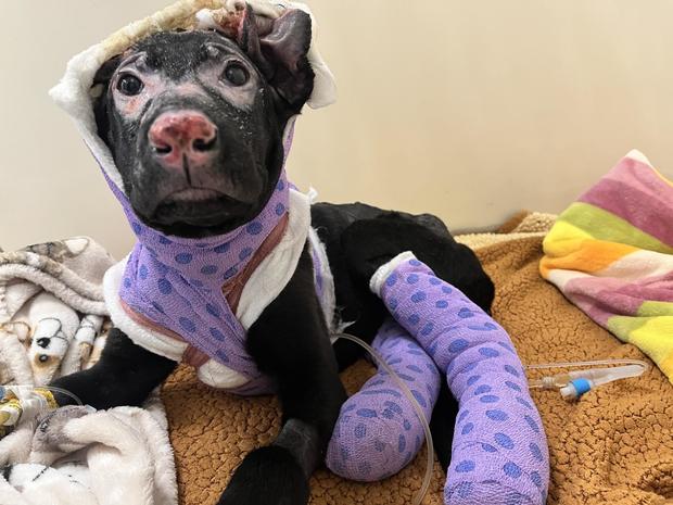Dog severely burned and abandoned by owner in San Bernardino