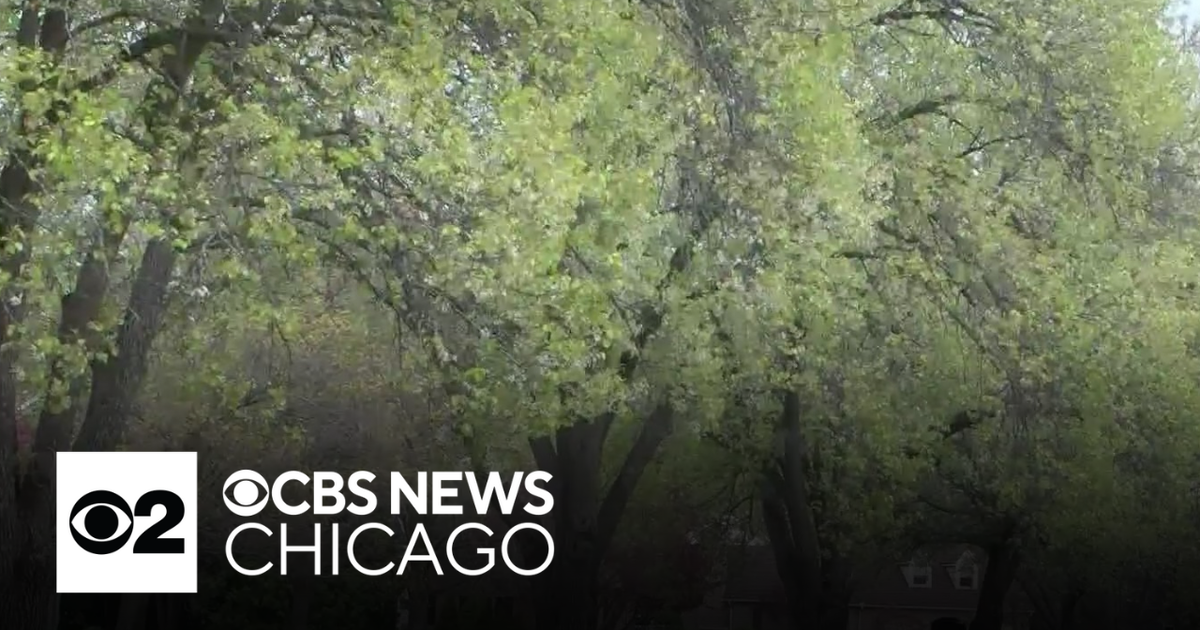Efforts to ban Callery pear trees - CBS Chicago