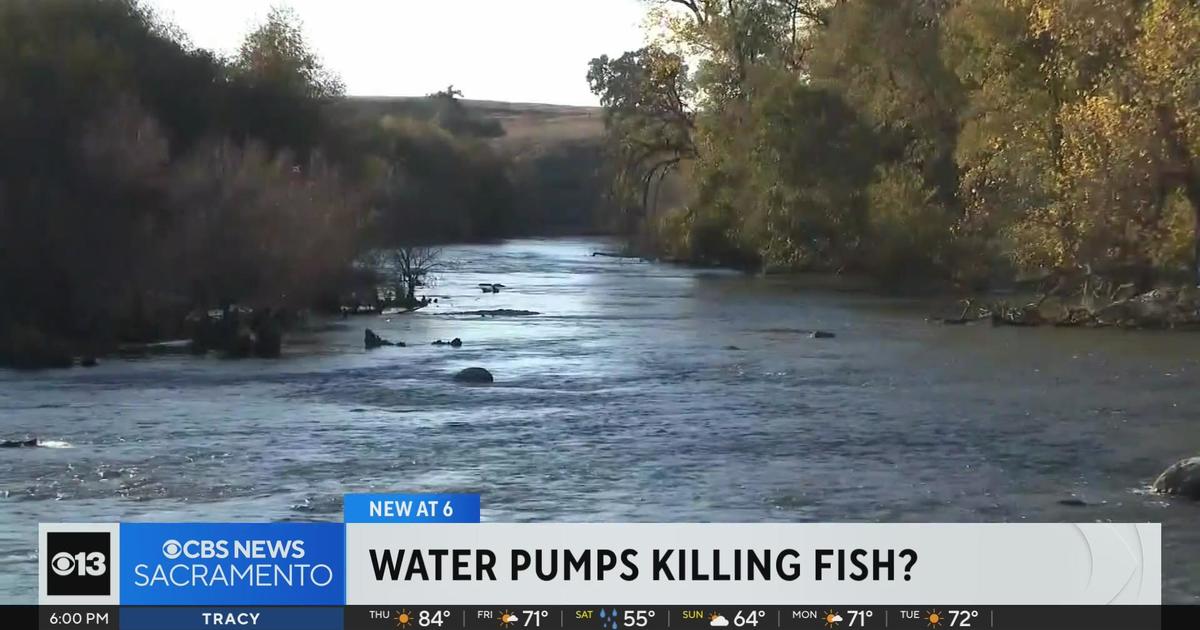Are California water pumps putting endangered fish species at risk of  extinction? Experts say so. - CBS Sacramento