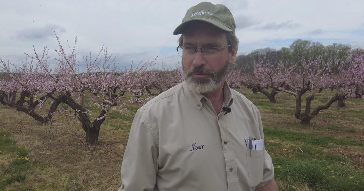 Farmer worries about Linvilla Orchards' fruit crops after rollercoaster temperatures this spring in Pennsylvania - Vimarsana News