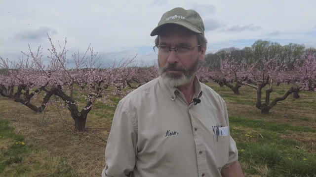 A farmer walking through an orchard 