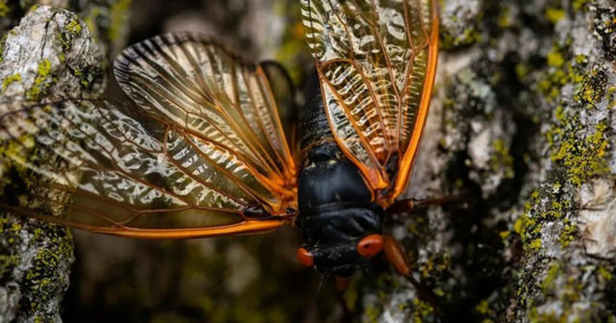 Will the cicadas be in Maryland this year? Here's where you'll see the 2024 brood