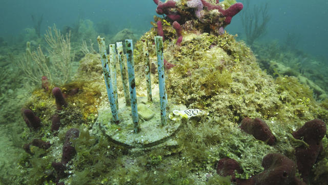 Coral Restoration Biodegradable Straws 