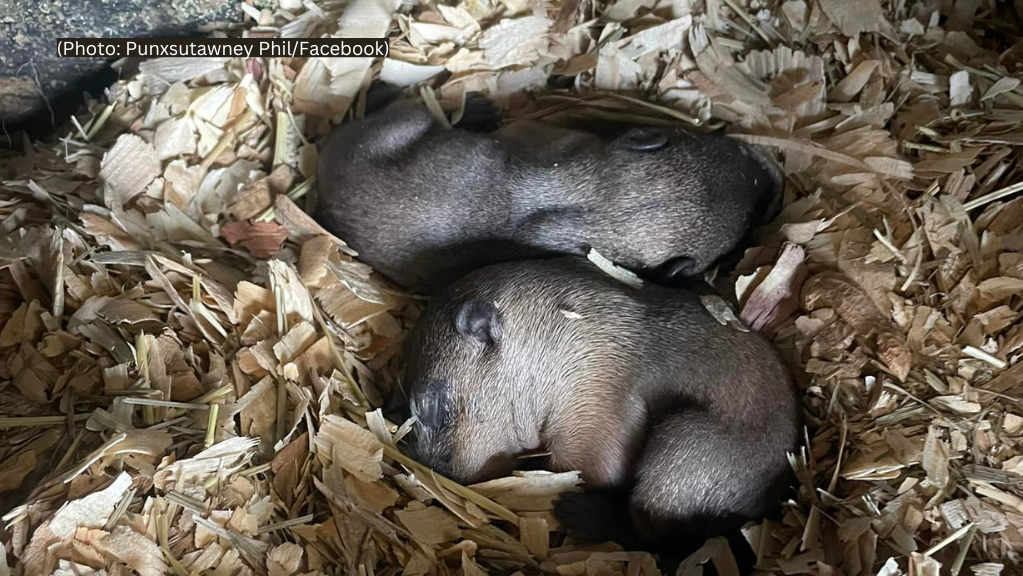 kdka-punxsutawney-phil-babies.png 