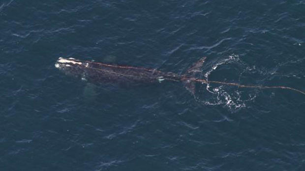 entangled-whale.jpg 