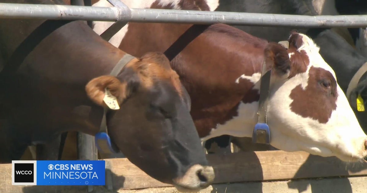 Cows at South Dakota dairy farm contract bird flu - CBS Minnesota