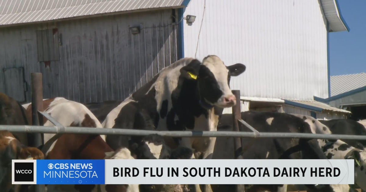 Minnesota dairy farmers on the lookout after South Dakota herd tests ...