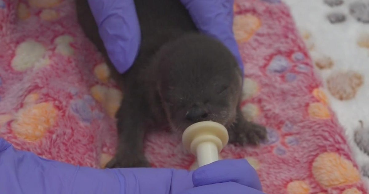 Newborn otter rescued from Sacramento roadway