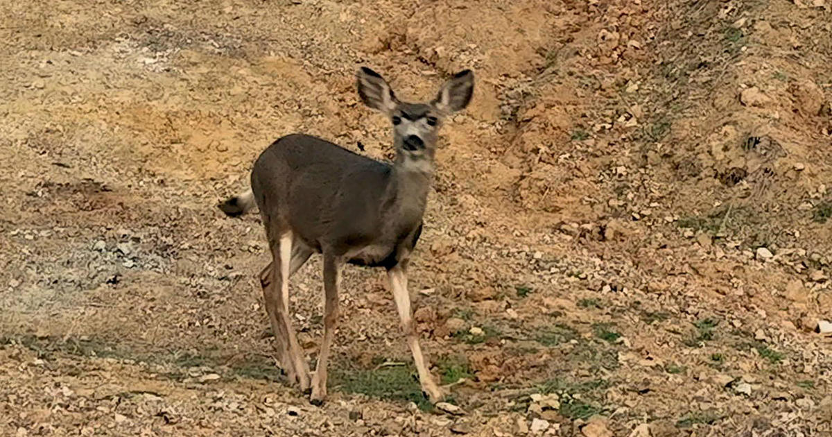 Deer threaten Catalina Island's native plants; plan to kill them sparks outrage