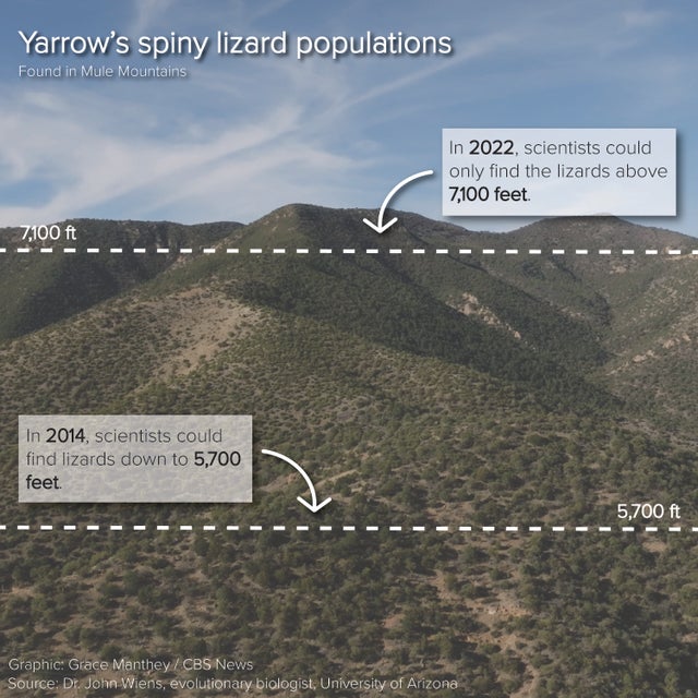 A graphic describing how in 2022, scientists could only find spiny lizards above 7,100 feet. Back in 2014, they could find lizards down to 5,700 feet. Scientists call this process riding the "elevator to extinction."