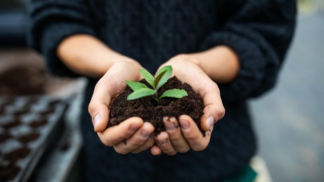 Female gardener holding a sapling with soil