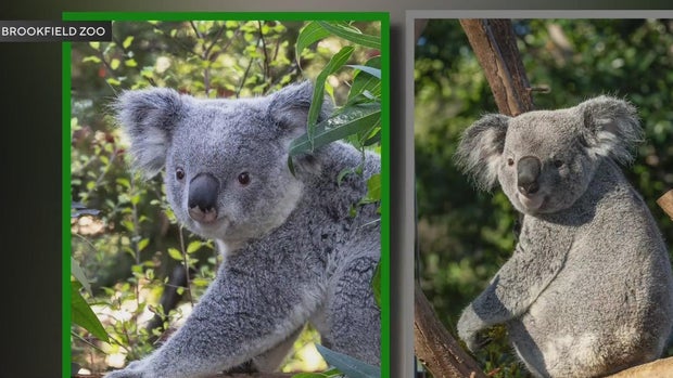 koalas-brookfield-zoo.jpg 
