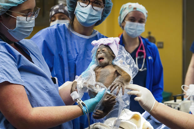 Baby Orangutan Florida 