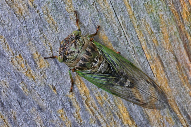 Dog-day Cicada