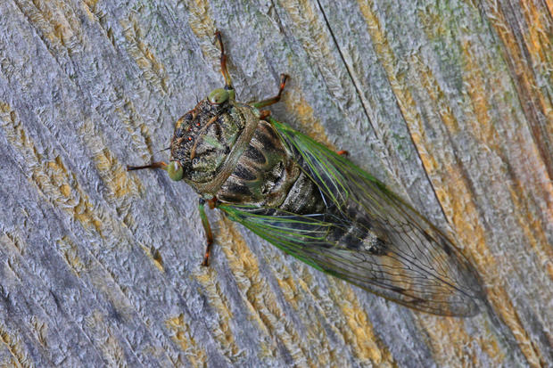 Dog-day Cicada 