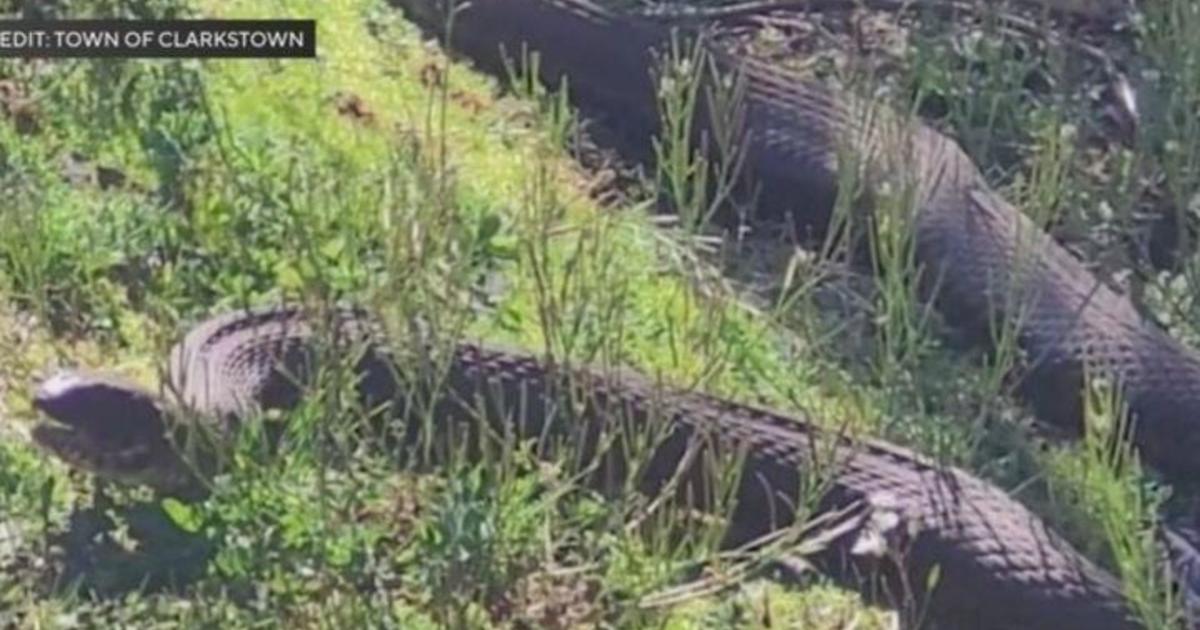 Large snake in Rockland County lake creating a lot of concern from residents