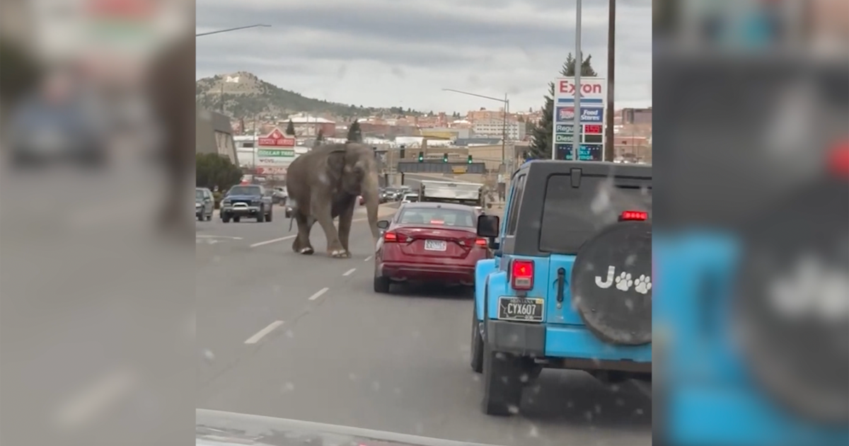 Escaped circus elephant, Viola, stops traffic in Montana city