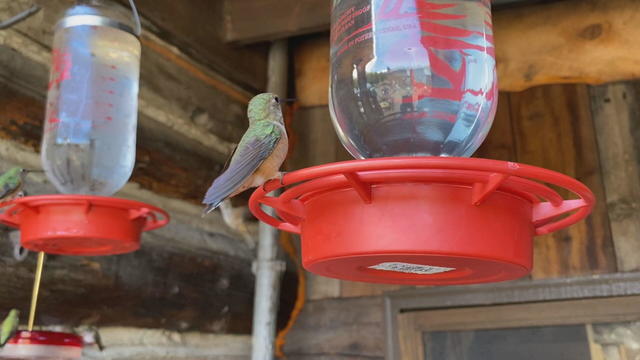 cover-vo-hummingbirds-frame-162.jpg 