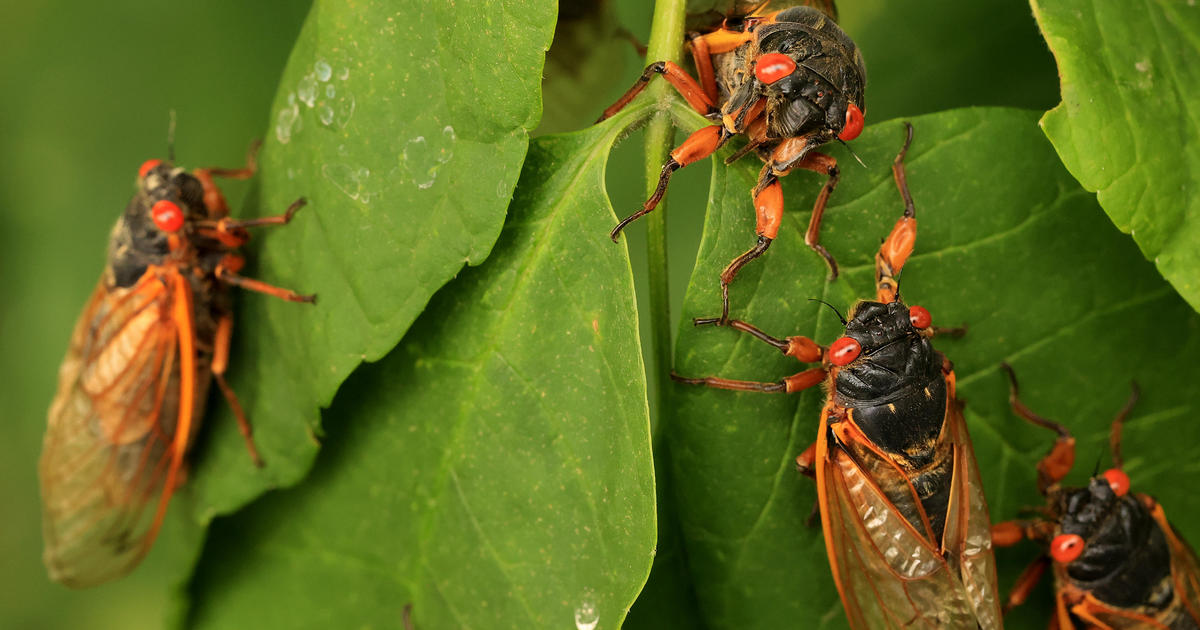 Cicada maps for Illinois show where periodical broods will swarm in 2024