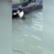 Cat rescued from Dubai floodwaters amid historic weather event