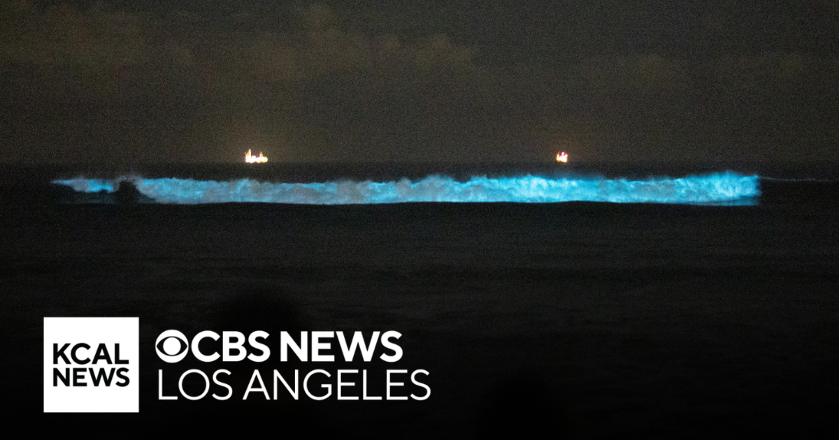 The science behind bioluminescence | What on Earth? - CBS Los Angeles