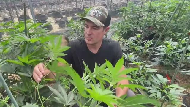 Sonoma County legal pot cultivation 