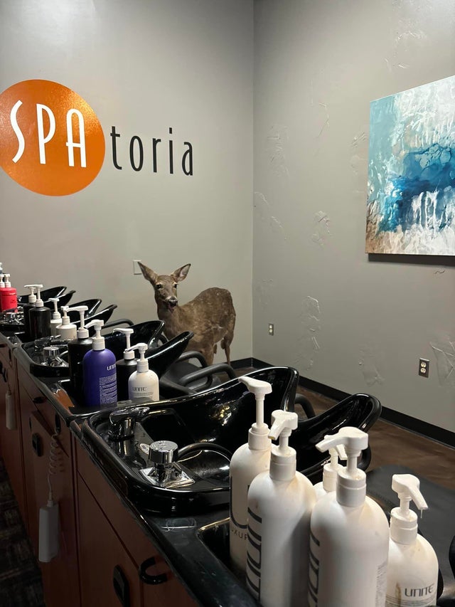 deer-in-victoria-salon-credit-salon-spatoria-2.jpg 