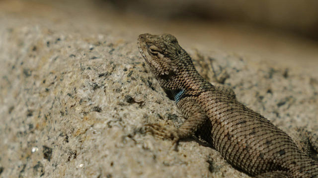 A Yarrow's spiny lizard close up, sitting on a rock 