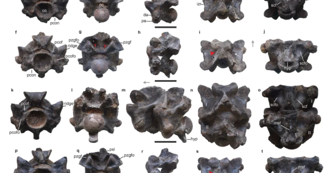 Extinct snake that measured up to 50 feet long discovered in India  CBS News Extinct snake that measured up to 50 feet long discovered in India  CBS News