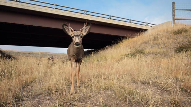 deer-underpass.jpg 