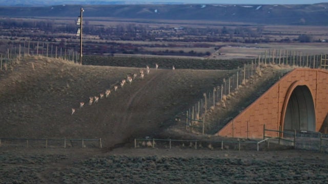 in-wyoming-pronghorn-run-across-highway-191.jpg