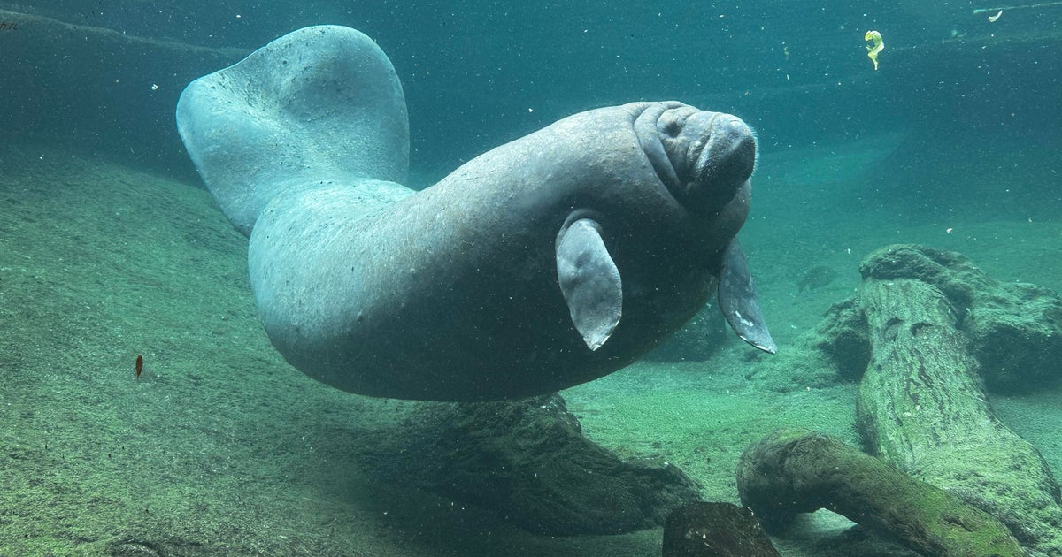 Juliet the manatee, sea cow rescued from Miami Seaquarium, dies at Zoo Tampa Juliet the manatee, sea cow rescued from Miami Seaquarium, dies at Zoo Tampa