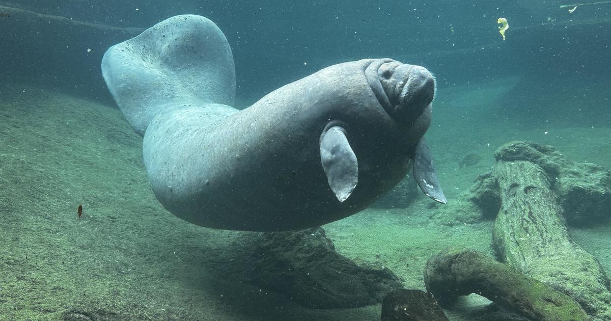 Juliet the manatee, sea cow rescued from Miami Seaquarium, dies at Zoo Tampa
