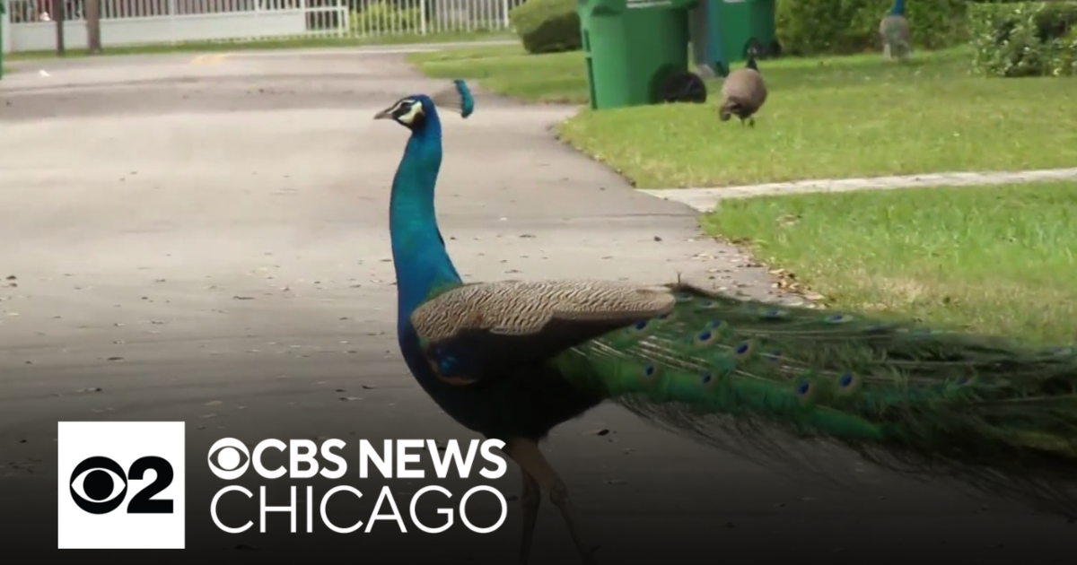 South Florida Town Overrun By Peacocks Turns To Vasectomies To Control