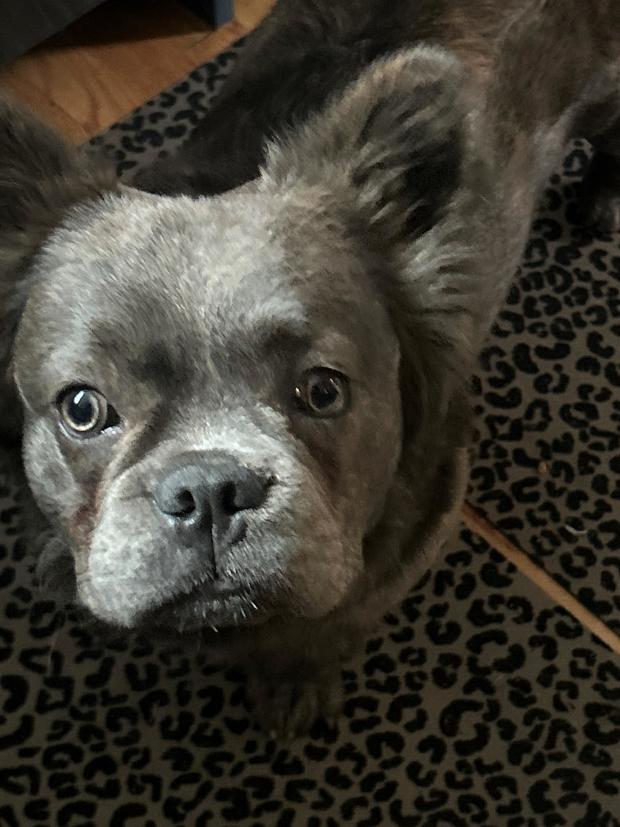 1-year-old French bulldog named Diego stolen from Pasadena home - CBS ...