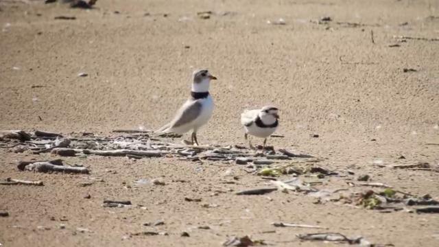 piping-plovers.jpg 