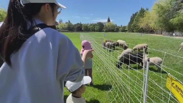 Atherton Earth Day Festival Sheeps 