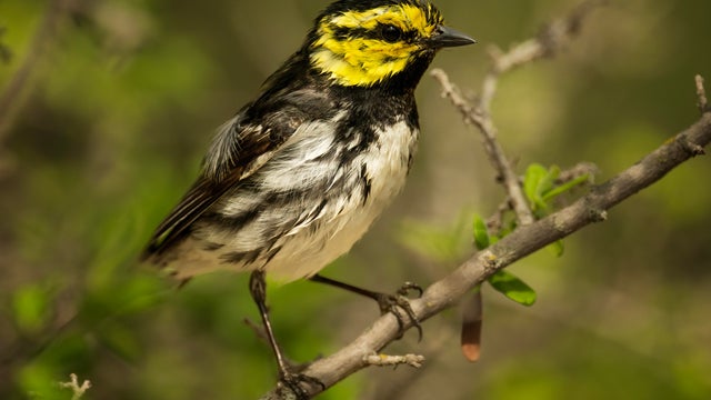 Golden Cheeked Warbler