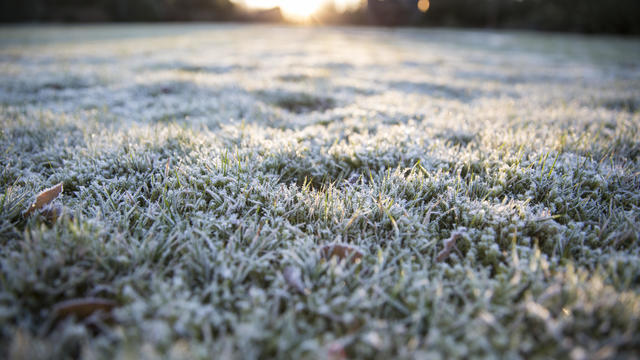 Frosty Lawn 