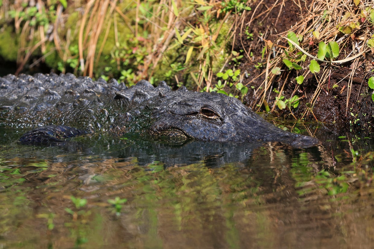 An alligator attack victim in South Carolina thought he was going to