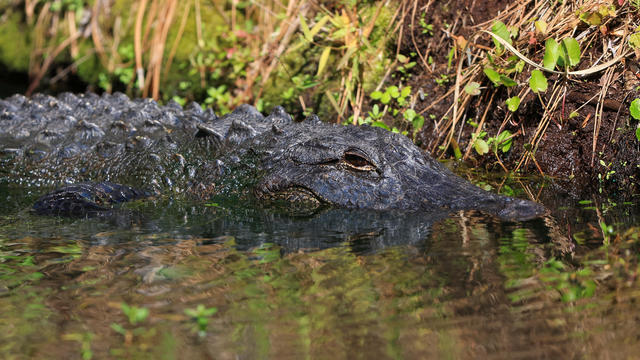 An alligator is seen during the second round of the RBC Heritage golf tournament at Harbour Town Golf Links on April 14, 2023, in Hilton Head Island, South Carolina. 