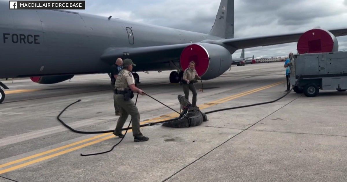 Gator wrangled on tarmac of MacDill Air Pressure base in the vicinity of Tampa Gator wrangled on tarmac of MacDill Air Pressure base in the vicinity of Tampa