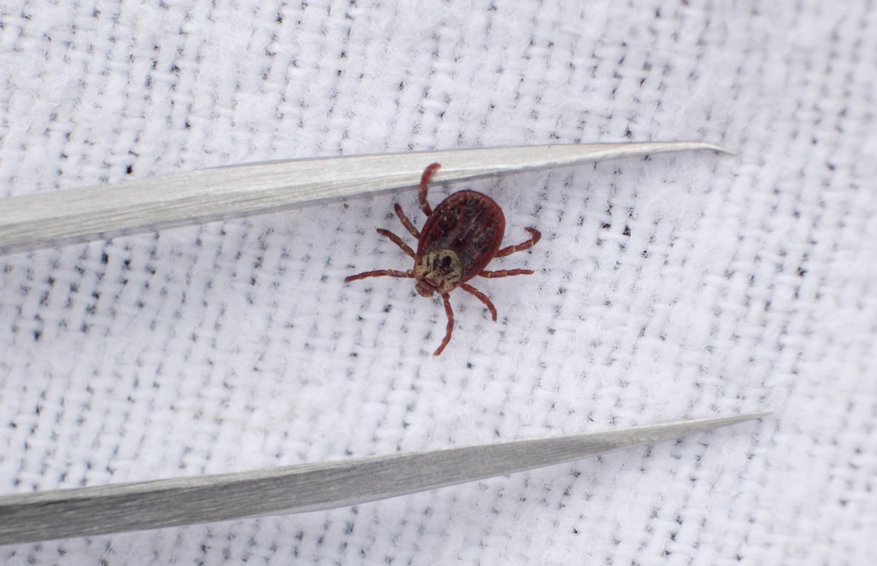 What do ticks look like? How to spot and get rid of them, according to experts Patabook News What do ticks look like? How to spot and get rid of them, according to experts Patabook News