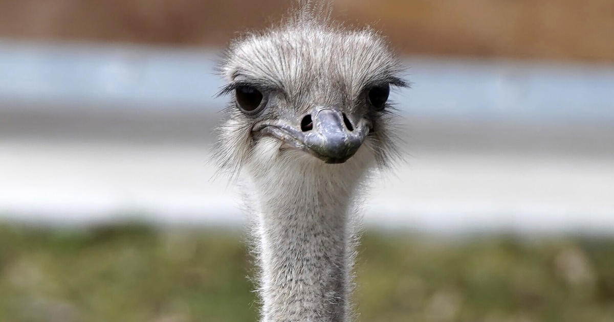 "Vibrant and beloved ostrich" dies after swallowing zoo staffer's keys, Kansas zoo says