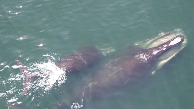 whale-mother-calf.jpg 